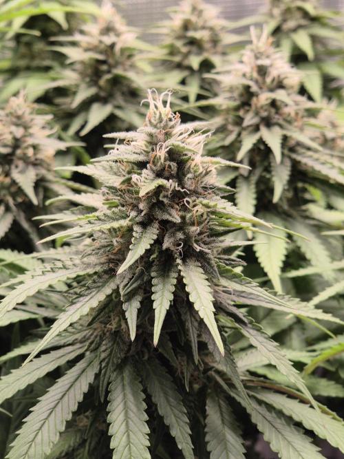 Kannabia - Cookies Haze (fem.). Week 10