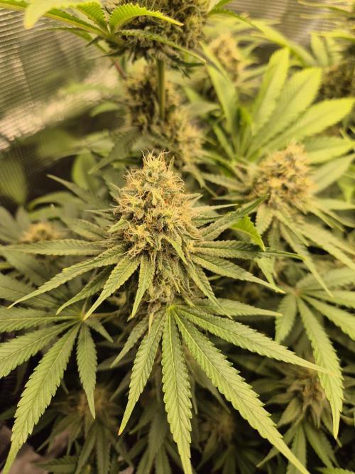 Orange Bud - Dutch Passion. Week 10