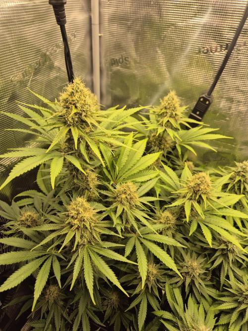 Orange Bud - Dutch Passion. Week 10
