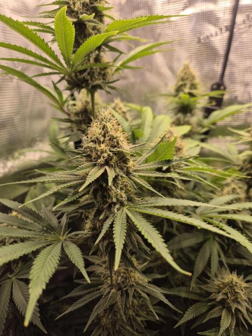 Orange Bud - Dutch Passion. Week 10