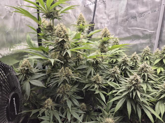 Orange Bud - Dutch Passion. Week 10