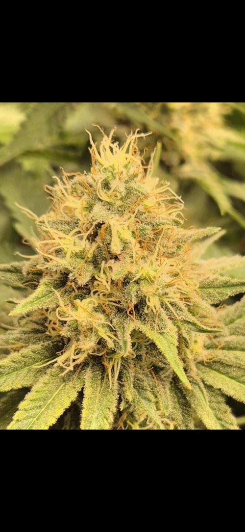 Orange Bud - Dutch Passion. Week 10
