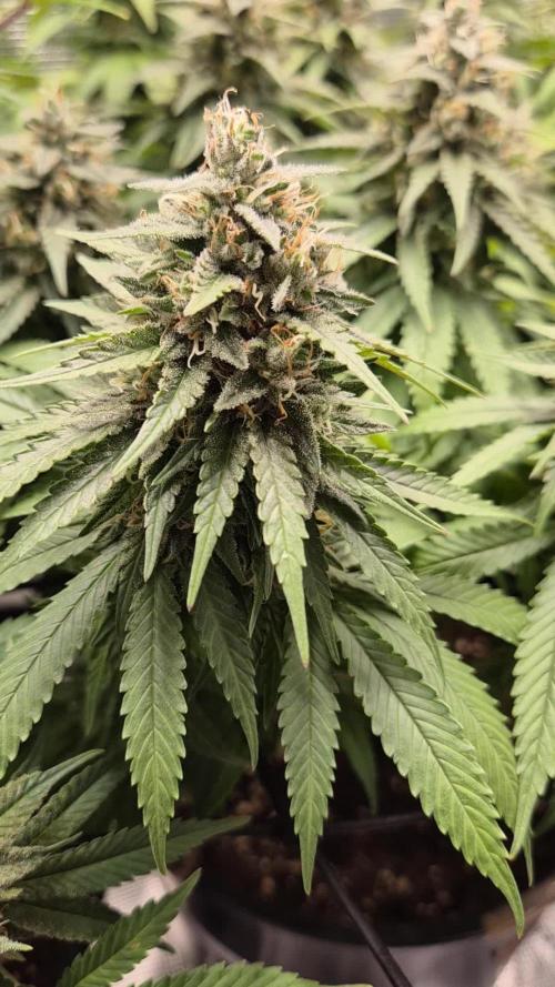 Kannabia - Cookies Haze (fem.)