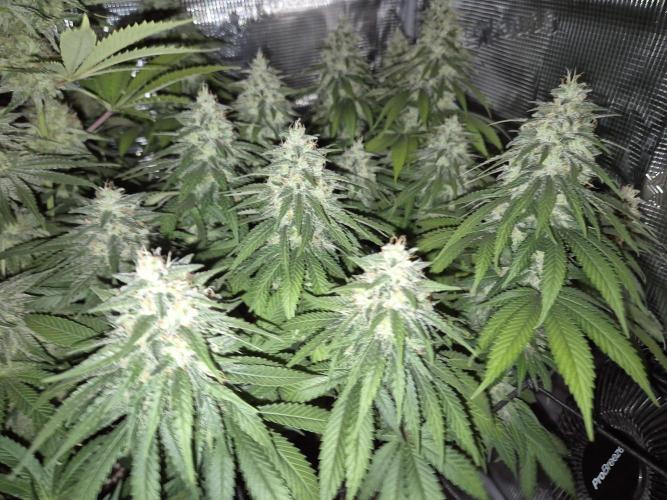 Kannabia - Cookies Haze (fem.). Week 11