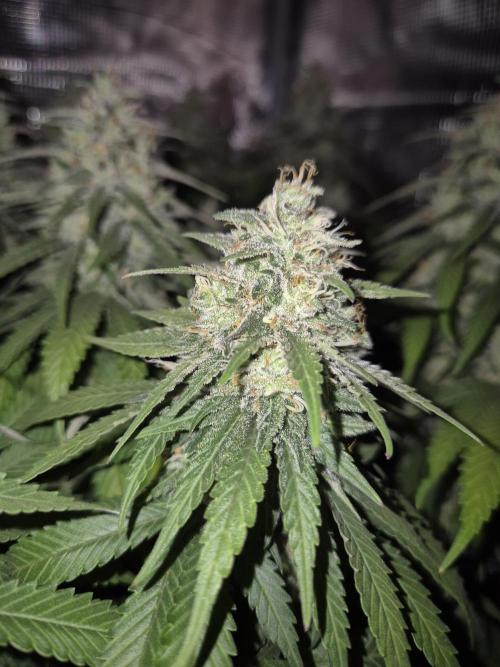Kannabia - Cookies Haze (fem.). Week 11