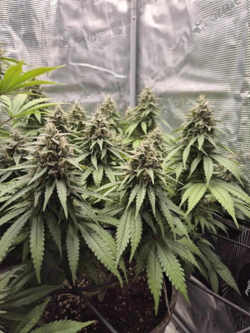Kannabia - Cookies Haze (fem.). Week 11