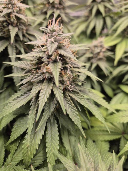 Kannabia - Cookies Haze (fem.). Week 11