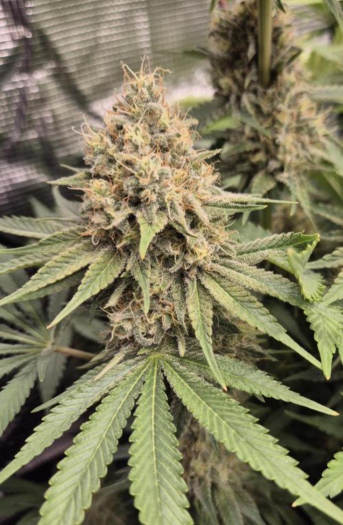 Orange Bud - Dutch Passion. Week 11