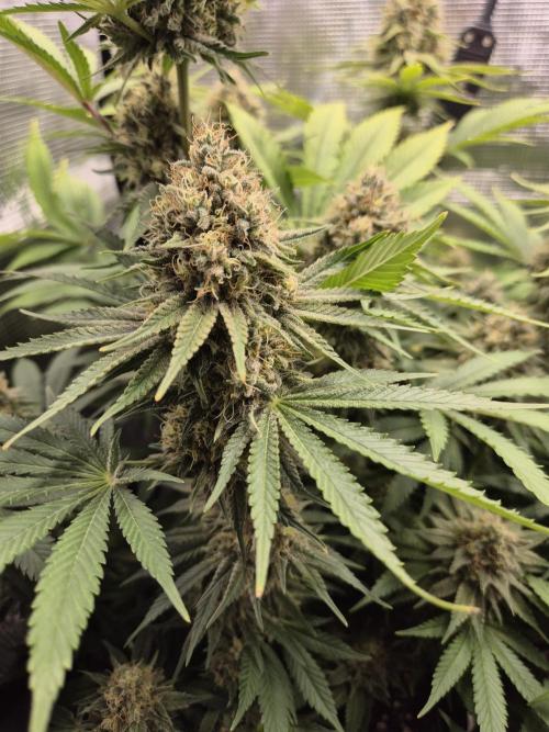 Orange Bud - Dutch Passion. Week 11