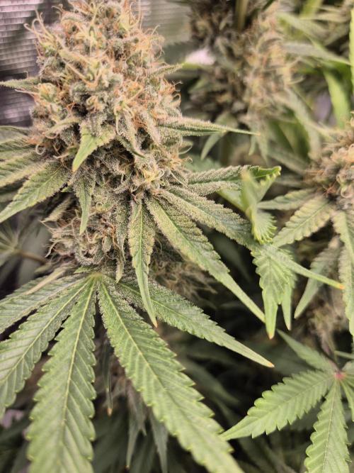Orange Bud - Dutch Passion. Week 11