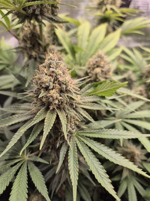 Orange Bud - Dutch Passion. Week 11