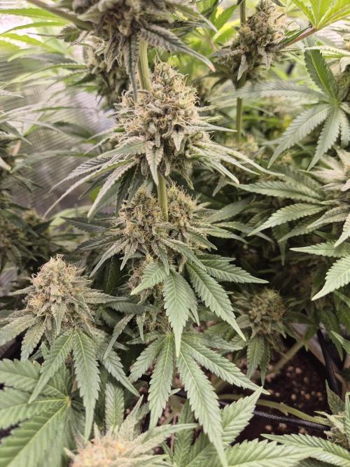 Orange Bud - Dutch Passion. Week 11