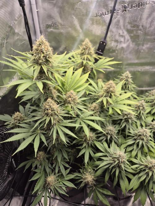 Orange Bud - Dutch Passion. Week 11