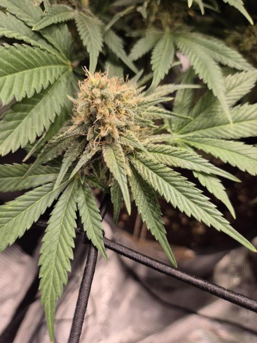 Orange Bud - Dutch Passion. Week 11