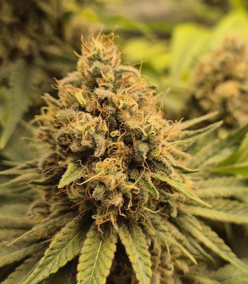 Orange Bud - Dutch Passion. Week 11