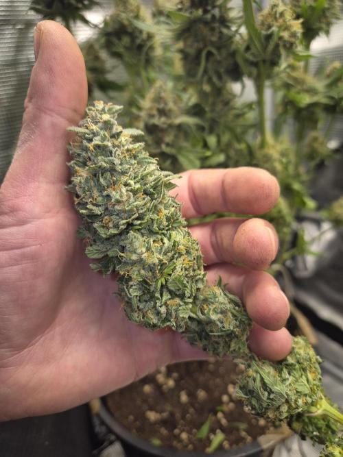 Kannabia - Cookies Haze (fem.). Week 12