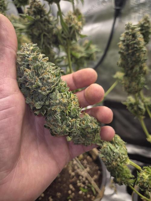 Kannabia - Cookies Haze (fem.). Week 12