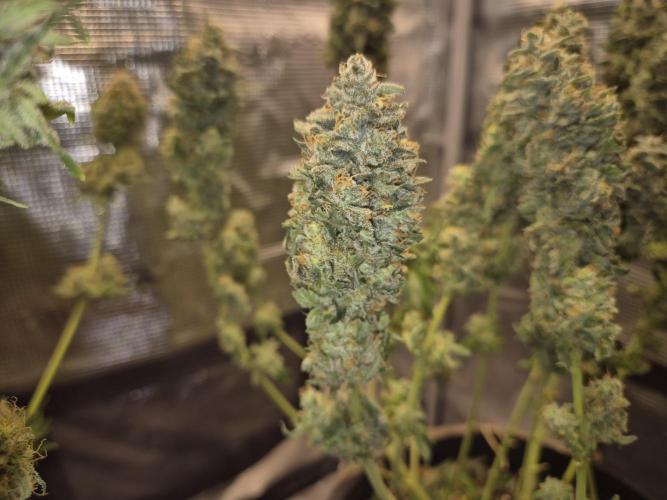 Kannabia - Cookies Haze (fem.). Week 12
