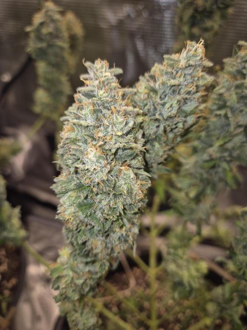 Kannabia - Cookies Haze (fem.). Week 12