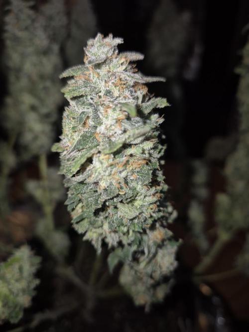 Kannabia - Cookies Haze (fem.). Week 12