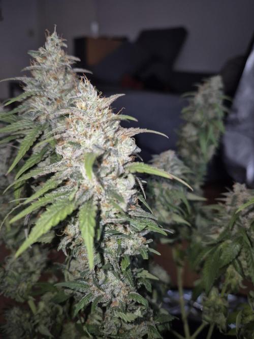 Kannabia - Cookies Haze (fem.). Week 12
