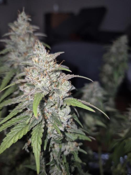 Kannabia - Cookies Haze (fem.). Week 12
