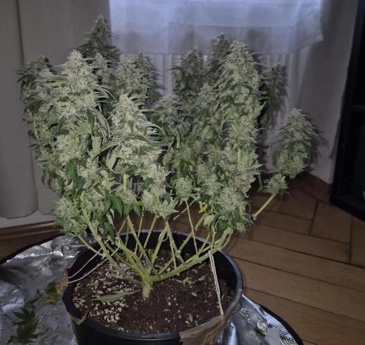 Kannabia - Cookies Haze (fem.). Week 12