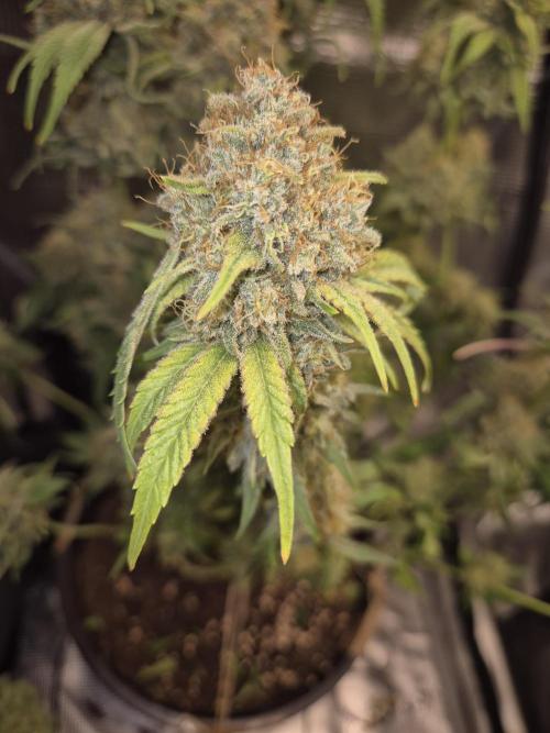 Orange Bud - Dutch Passion. Week 12