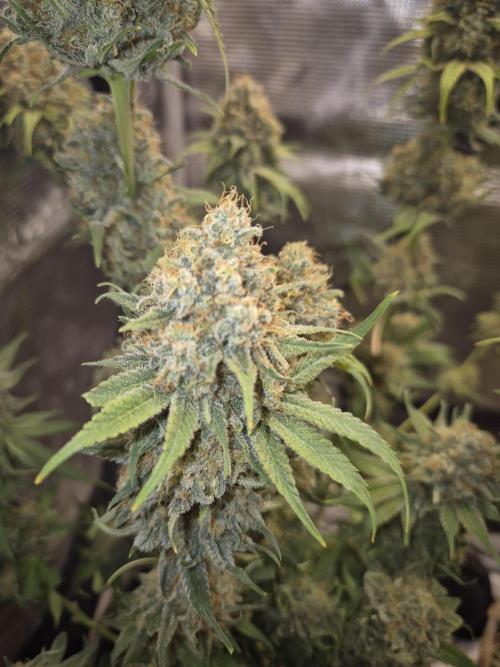 Orange Bud - Dutch Passion. Week 12