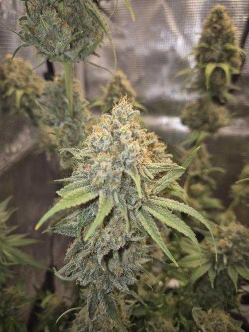 Orange Bud - Dutch Passion. Week 12