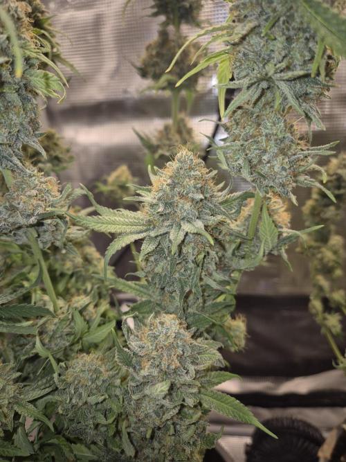 Orange Bud - Dutch Passion. Week 12