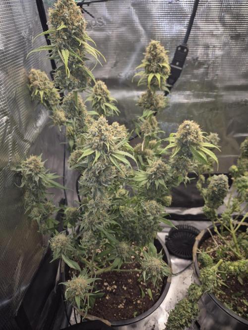 Orange Bud - Dutch Passion. Week 12