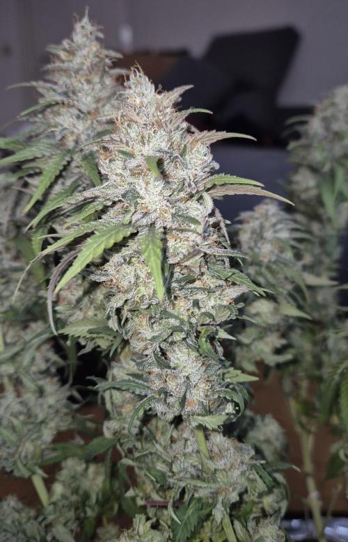 Kannabia - Cookies Haze (fem.). Week 12