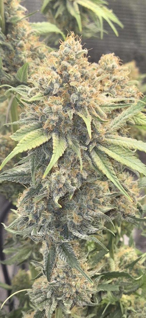 Orange Bud - Dutch Passion. Week 12
