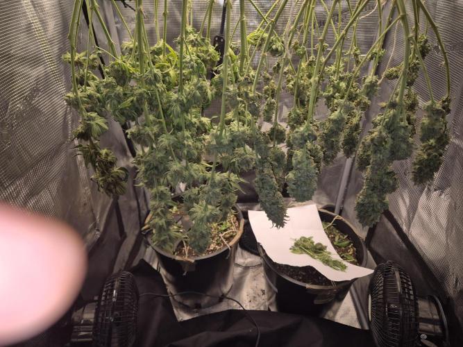Orange Bud - Dutch Passion. Week 12