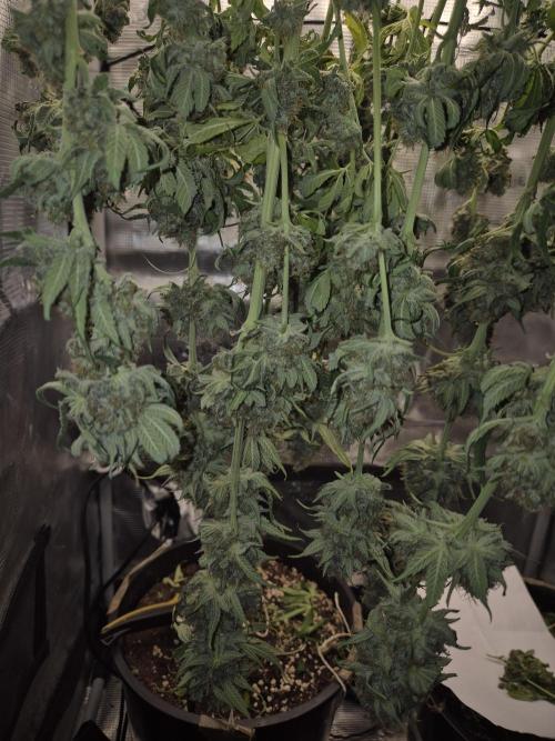Orange Bud - Dutch Passion. Week 12