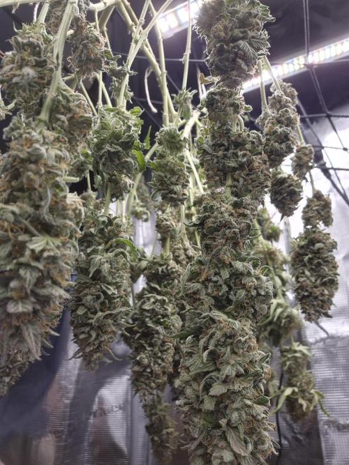 Kannabia - Cookies Haze (fem.). Week 12