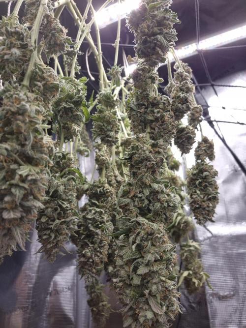 Kannabia - Cookies Haze (fem.). Week 12