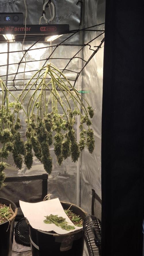 Kannabia - Cookies Haze (fem.). Week 12