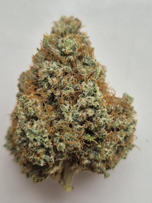 Orange Bud - Dutch Passion. Week 12