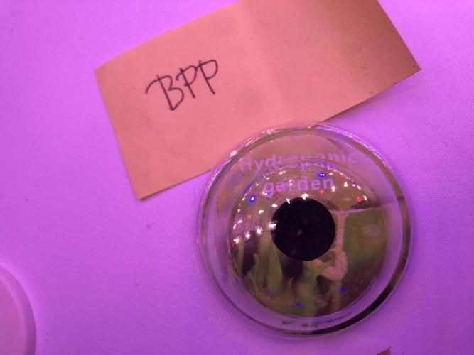 Banana Purple Punch Auto by FastBuds. Week 0 - The radicle was already to see so I put them seeds in the IDOO