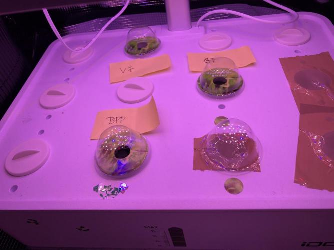 Banana Purple Punch Auto by FastBuds. Week 0