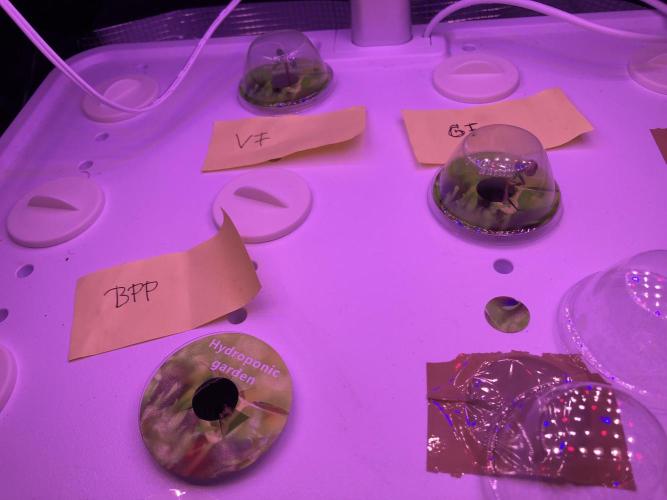 Hydro-Veg and Coco-Bloom Experiment. Week 0 - Seedlings are already making it up. Have to check if BPP is getting out 