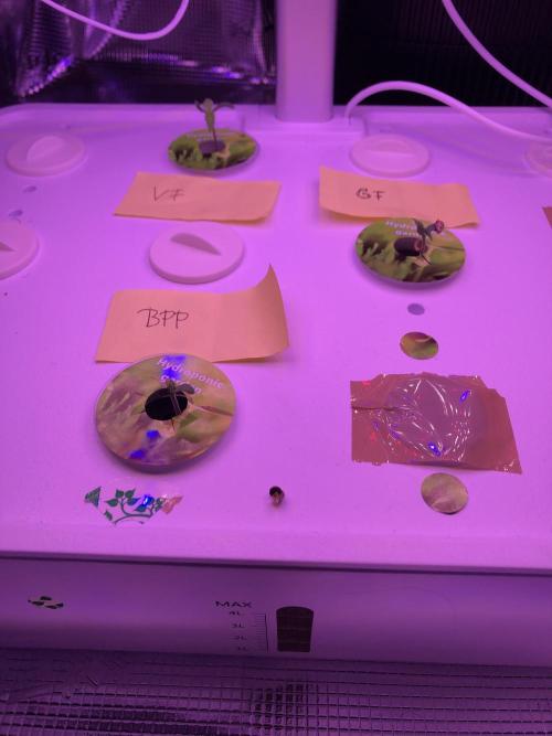 Hydro-Veg and Coco-Bloom Experiment. Week 0