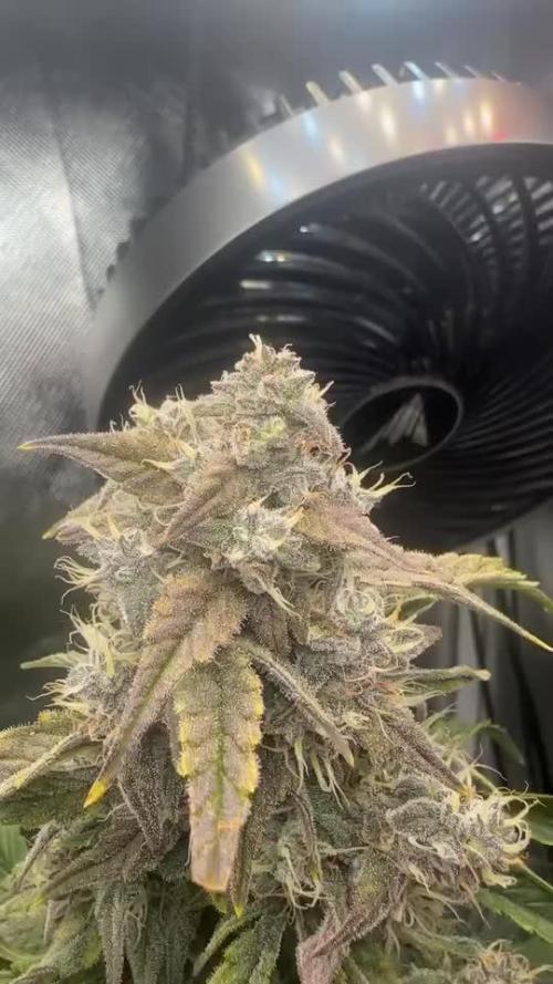 Double Grape by Mephisto Genetics