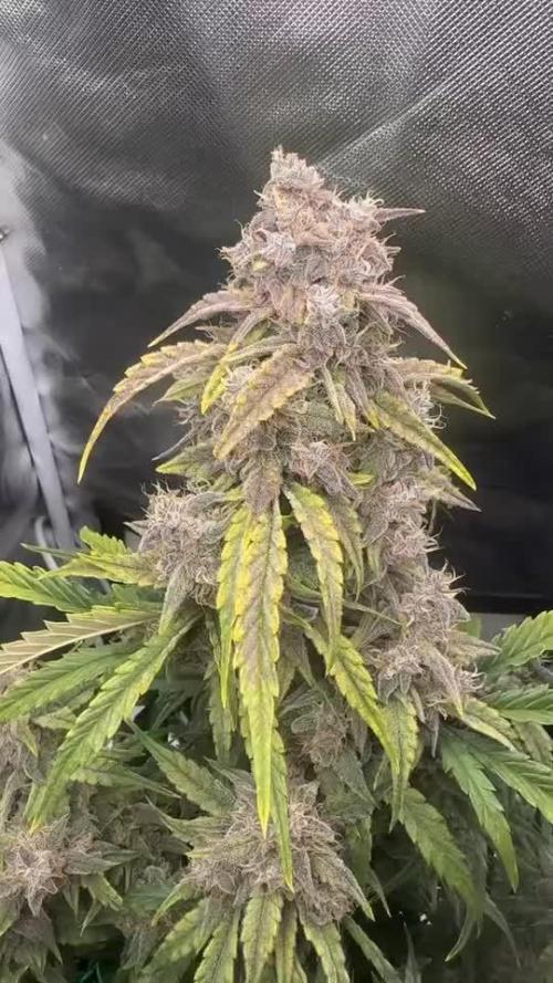 Double Grape by Mephisto Genetics