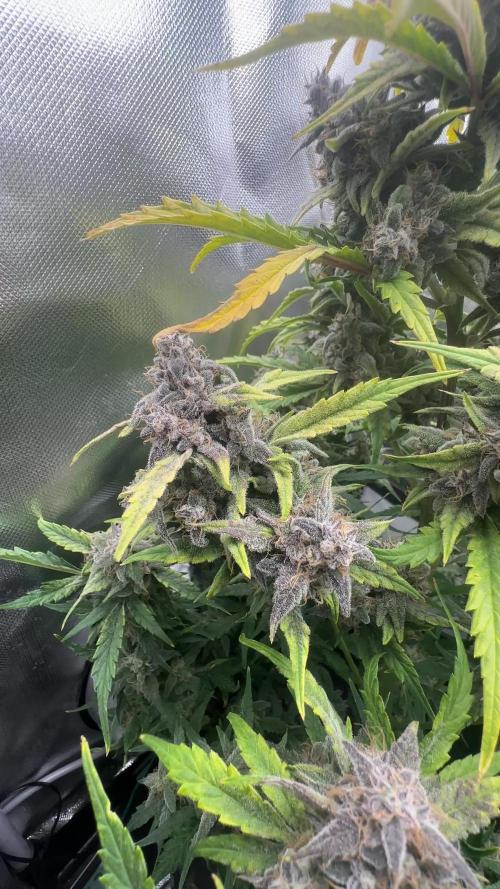 Double Grape by Mephisto Genetics