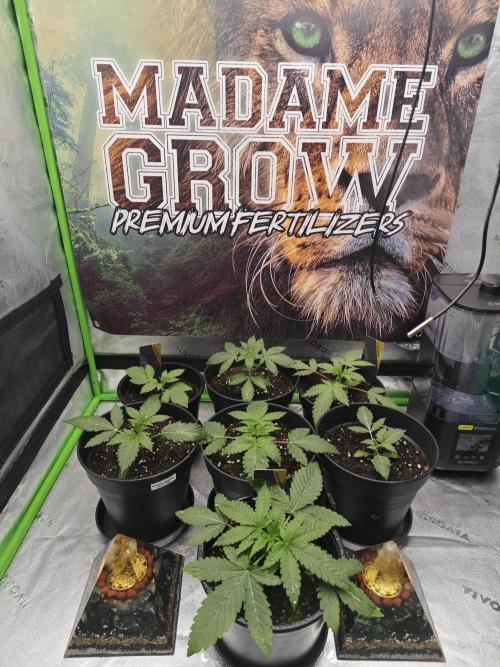 BARNEY'S FARM Test-Grow 🌱. Week 2