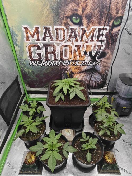 BARNEY'S FARM Test-Grow 🌱. Week 2