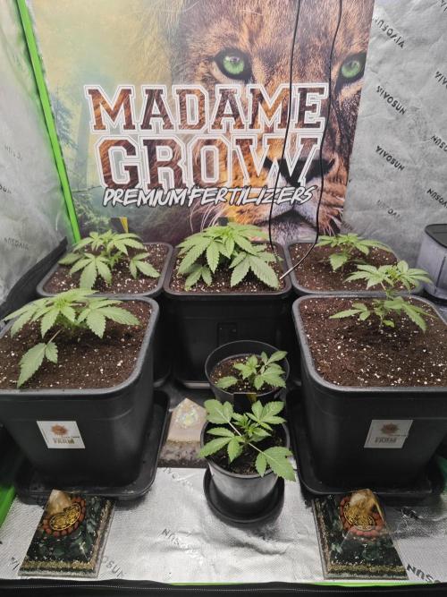 BARNEY'S FARM Test-Grow 🌱. Week 2